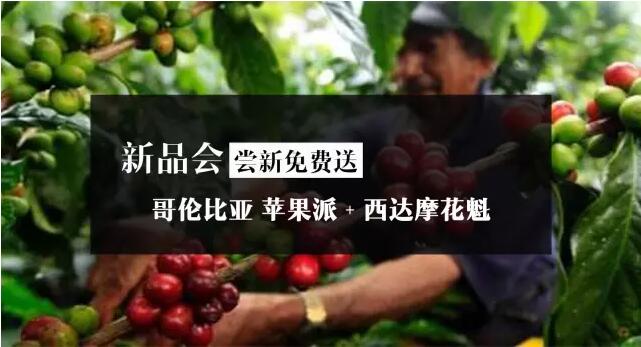 新品会|尝新免费送 最新批次花魁&哥伦比亚